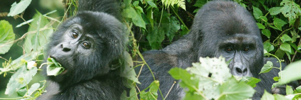 10 Days Uganda Safari Tour