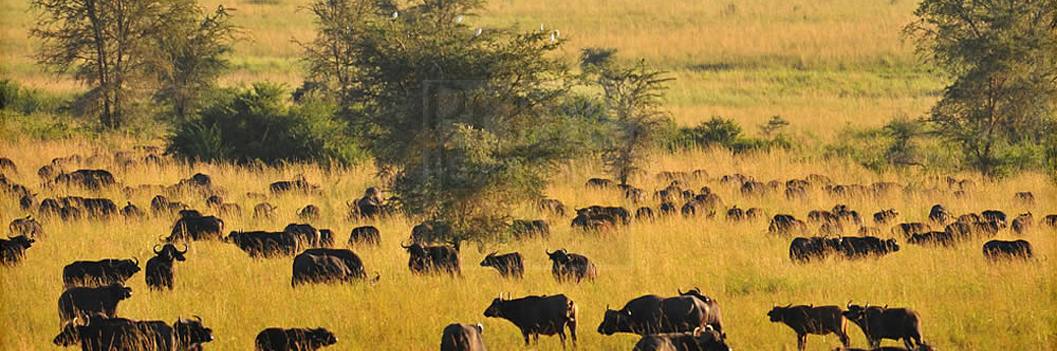 12-day uganda safari tour