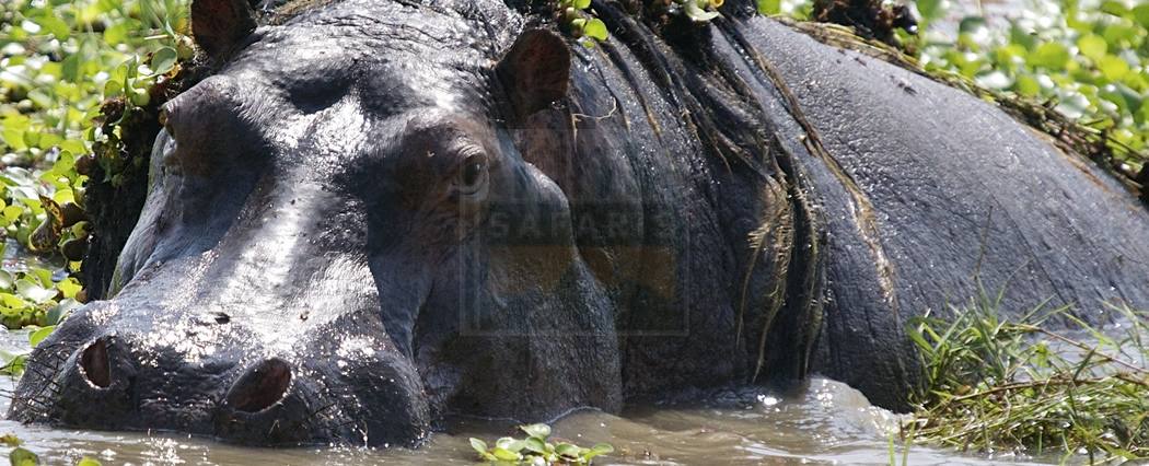 19 days Uganda safari tour