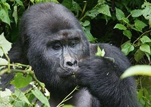 5 Days Uganda Gorilla Trekking Wildlife & Chimpanzee Safari