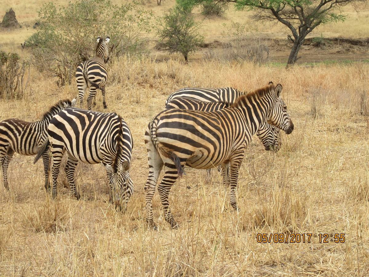 Best places to go while on a Uganda Safari Tour