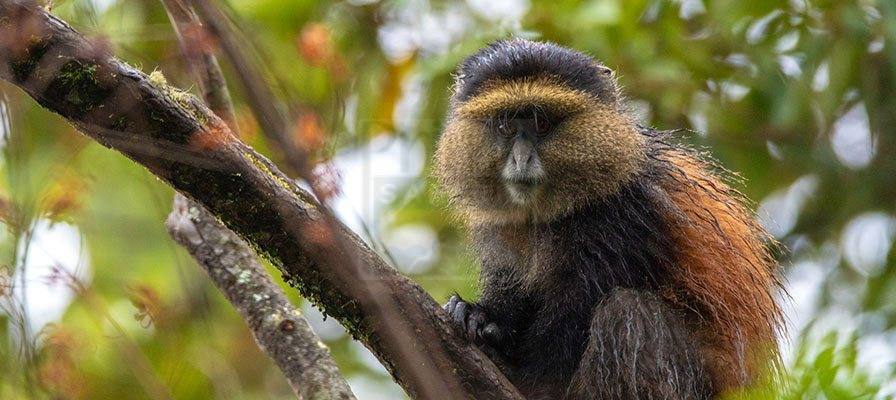 19 Days Safari Uganda Tour