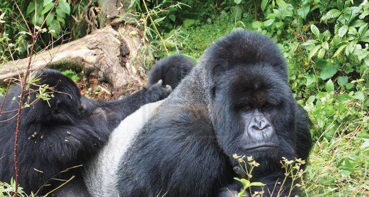 5 Days Gorilla Trekking Safaris Uganda Rwanda Primate Tour