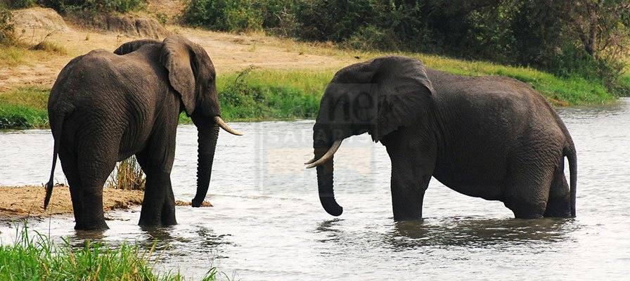 7 Days Uganda Gorilla Trekking Safari, Chimpanzee, Scenery & Wildlife Tour