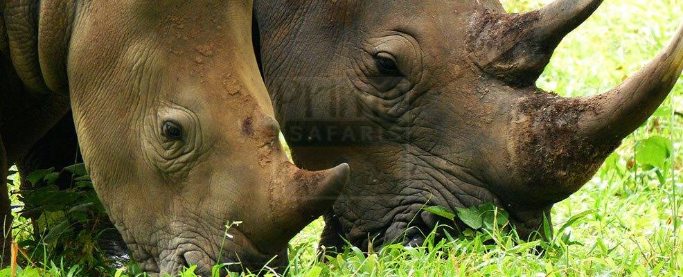 10 Days safari in Uganda Tour