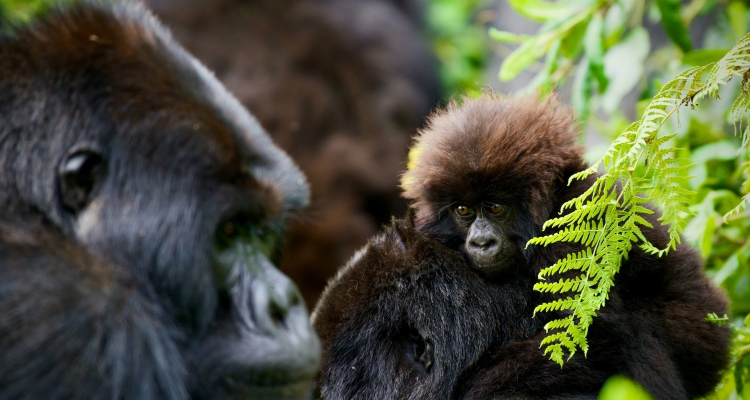 8 Days Gorilla Trekking Safari Uganda Rwanda Culture & Chimpanzee Tracking Tour