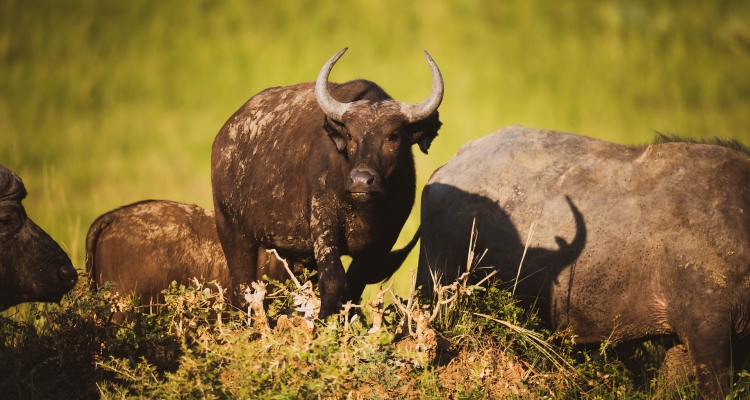 19 Days Safari to Uganda Tour