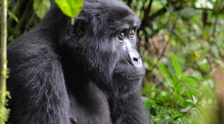 21 Days Uganda Rwanda Adventure Safari