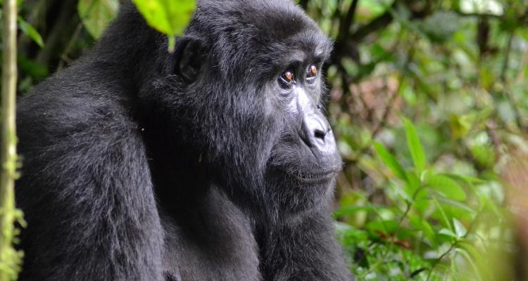 21 Days Uganda Rwanda Adventure Safari