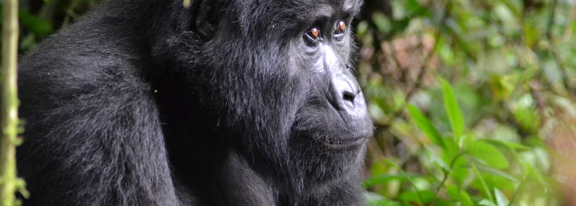 21 Days Uganda Rwanda Adventure Safari