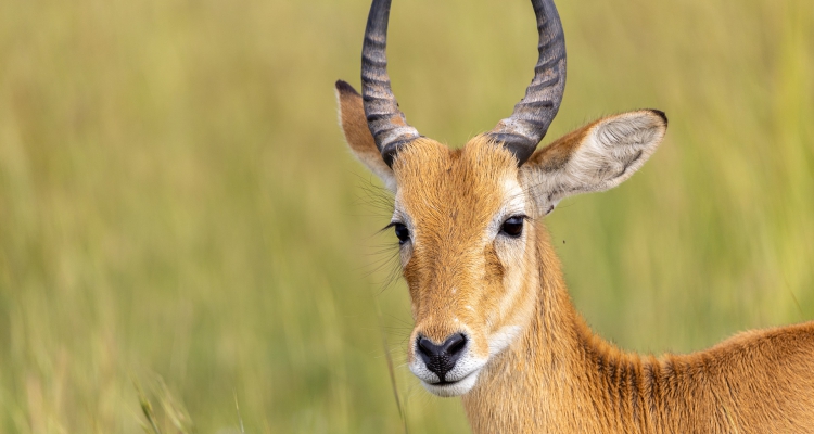 2 Days Uganda Wildlife Safari Murchison Falls National Park