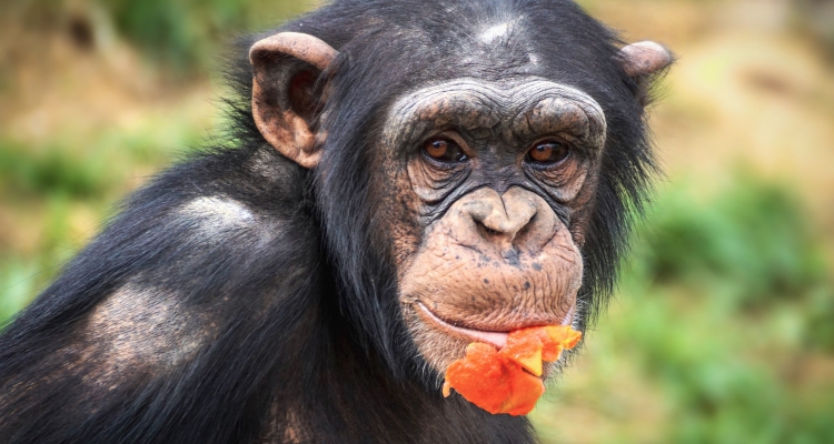 17 Days Gorilla Trekking Safari Uganda Rwanda Wildlife & Chimpanzee Tracking safaris Tour