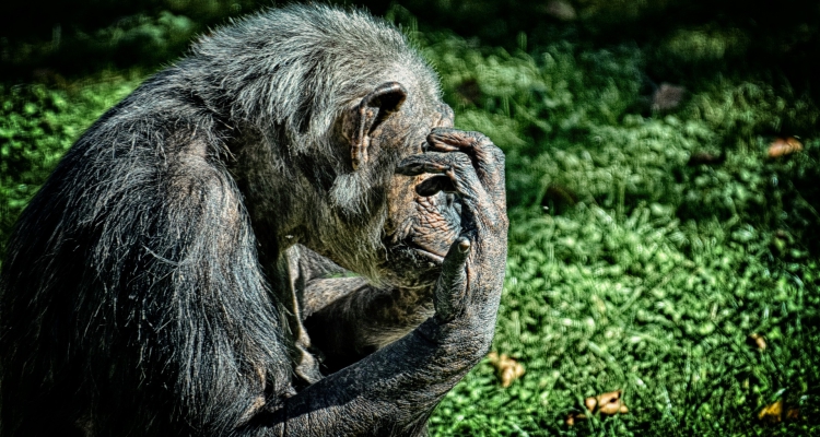 14 Days Gorilla Trekking Safari Uganda Rwanda Chimpanzee Tracking Tour Uganda Safaris