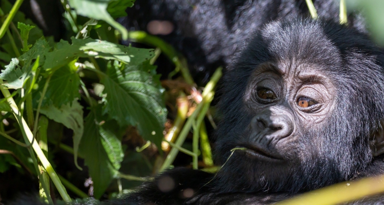 6 Days Gorilla Trekking Safaris Tour Rwanda Uganda Wildlife Safari