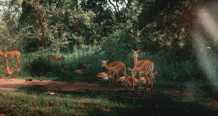 13 days wildlife safaris Uganda Rwanda gorilla trekking & chimpanzee tracking safari tour