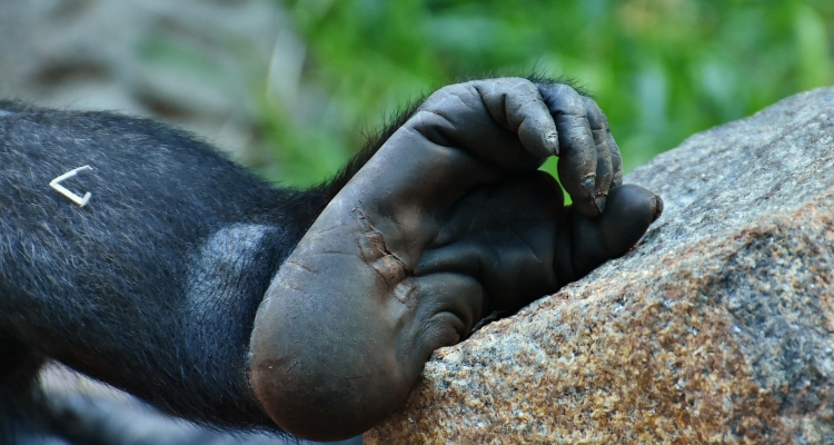 12 days wildlife safaris Uganda Rwanda gorilla trekking & chimpanzee tracking safari tour