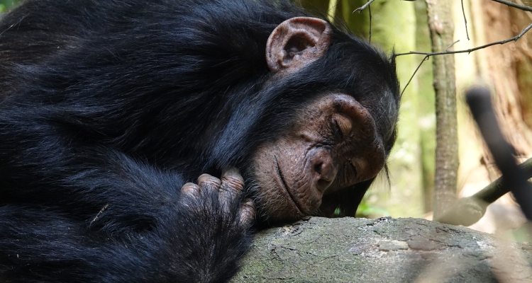 11 days gorilla trekking safari Uganda Rwanda chimpanzee tracking tour