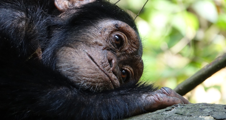 5 Days Uganda Gorilla trekking Safari & Chimpanzee Tracking Tour