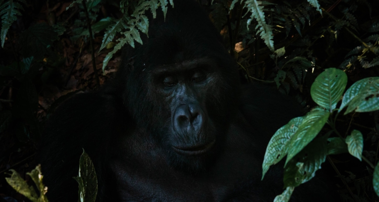 10 Days Gorilla Trekking Uganda Rwanda Mountaineering Wildlife Primate & Heritage Safari