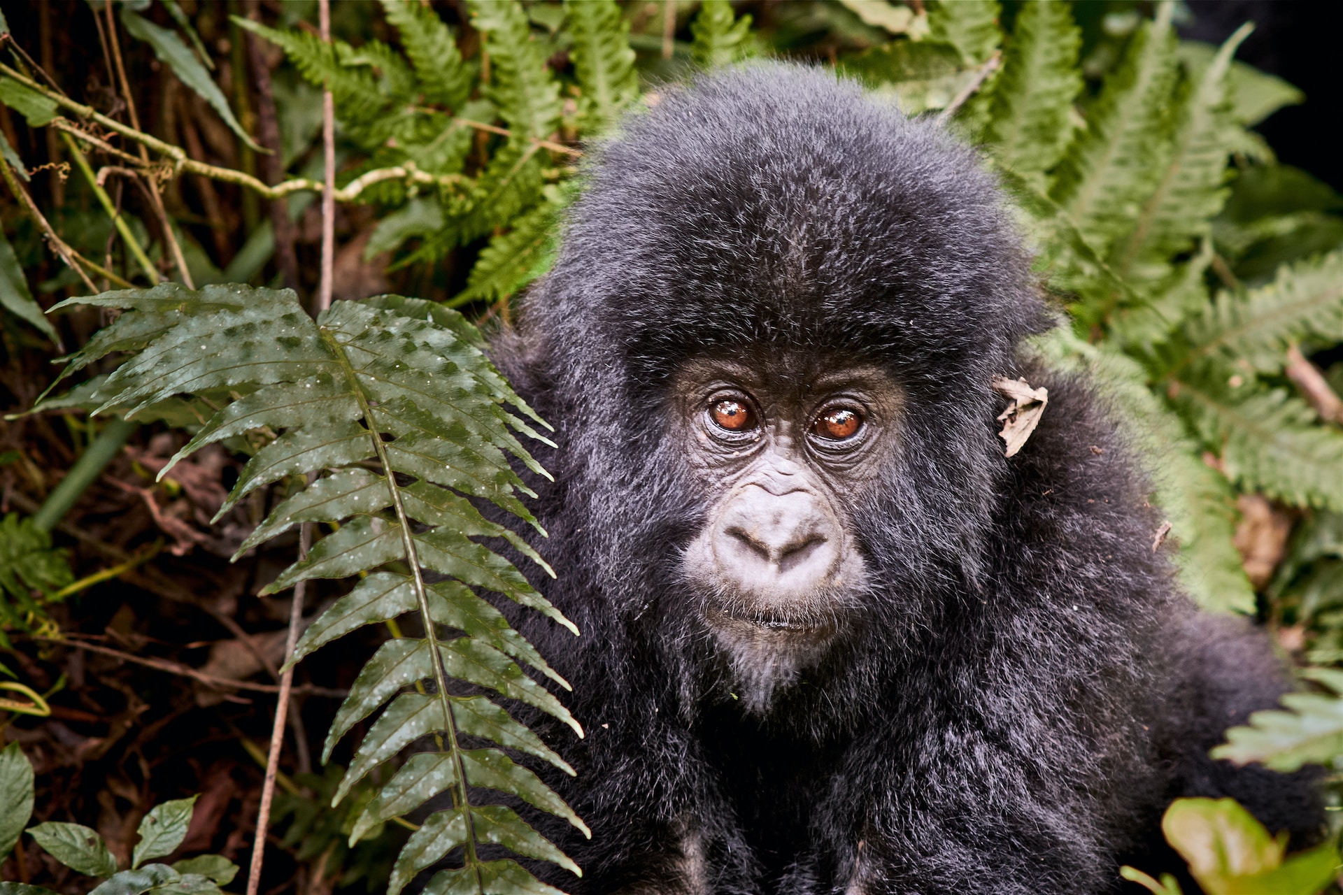 Rwanda Gorilla Trekking