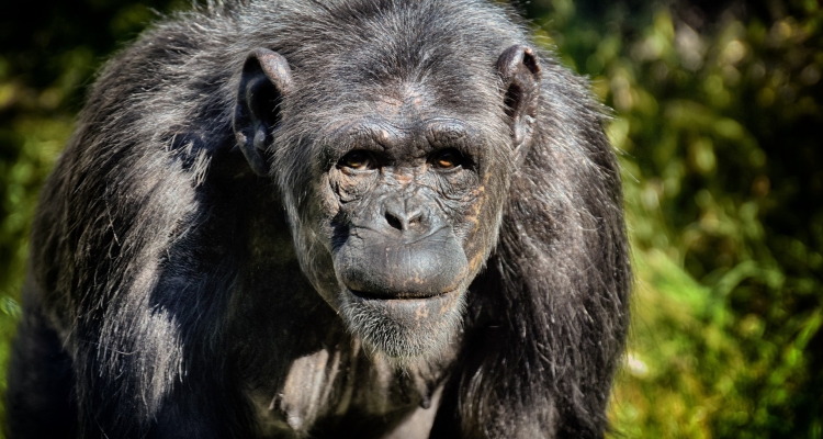7 Days Gorilla Trekking Safari Rwanda Chimpanzee tour
