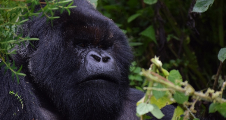 Gorilla Trekking Information