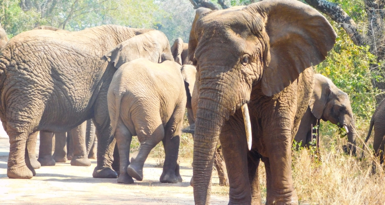 Akagera National Park Rwanda