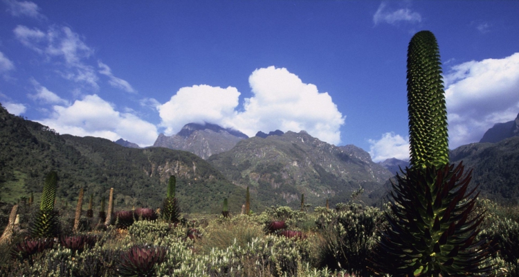 Mt. Rwenzori National Park Mountain climbing safaris & tours in Uganda