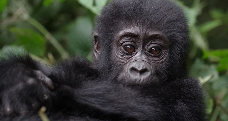 Gorilla Trekking in Uganda, Gorilla Tours, Uganda Gorilla Safaris Bwindi