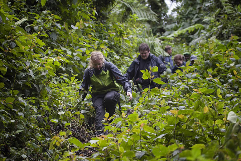 Gorilla trekking in Bwindi Impenetrable National Park