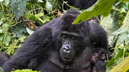 New baby gorillas born in Bwindi