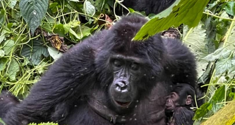 New baby gorillas born in Bwindi