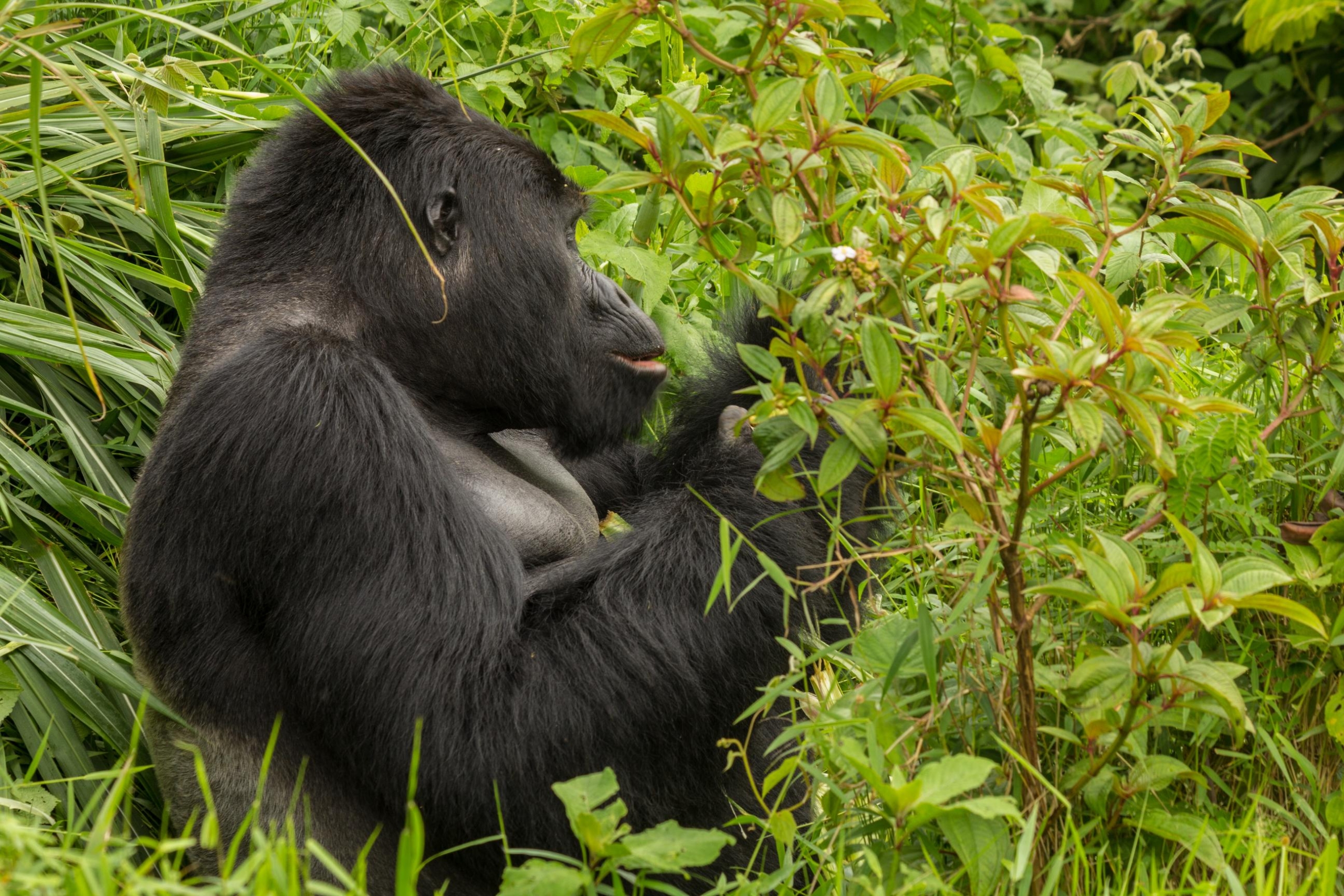 Bwindi Forest National Park