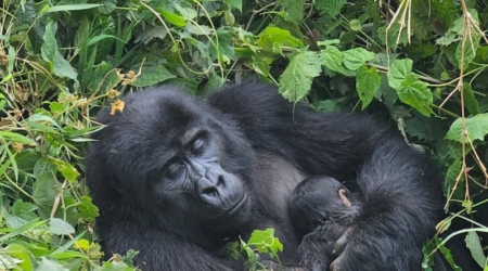 New Gorilla Baby in Bwindi