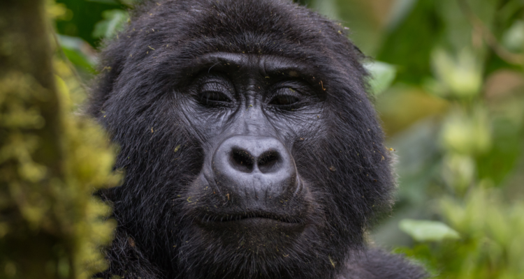 Gorilla trekking Uganda in Bwindi Impenetrable National Park
