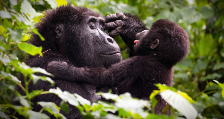 Safari in Rwanda with mountain gorilla trekking experience