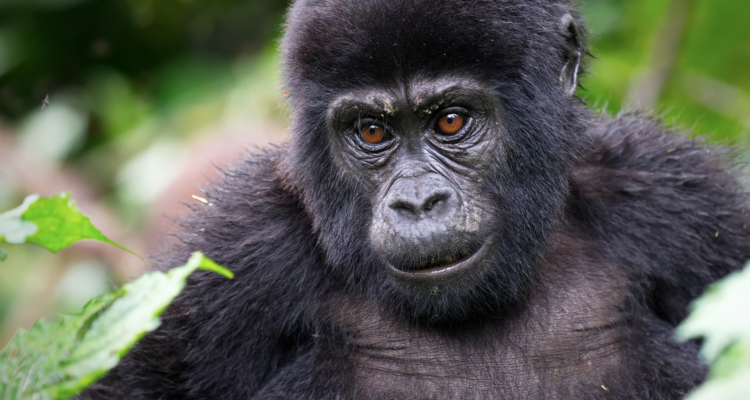 Uganda safari packages with gorilla trekking in Bwindi