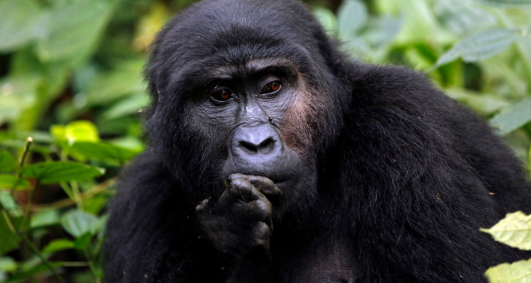 Uganda tours and safaris with gorilla trekking