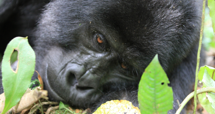 uganda gorilla trekking