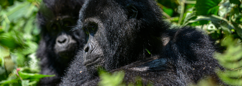 uganda safari packages