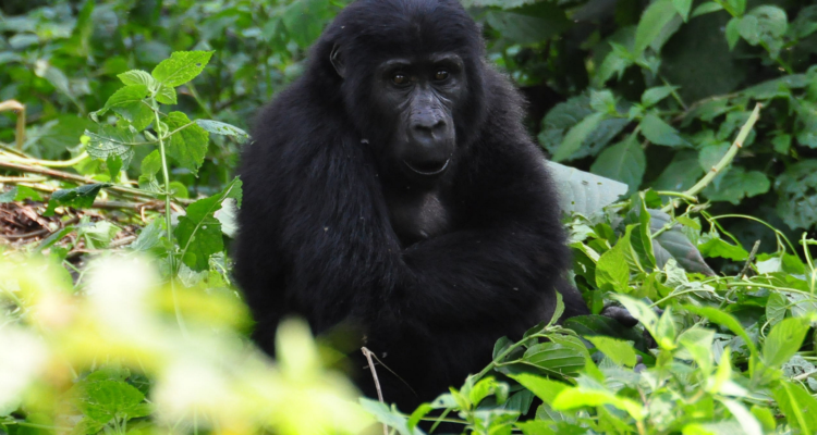 Gorilla Trekking in uganda
