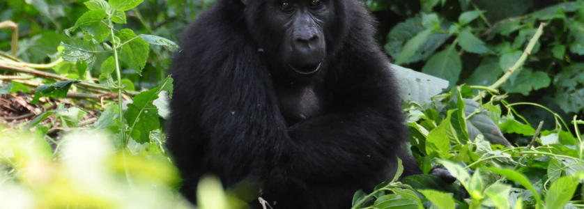 Gorilla Trekking in uganda
