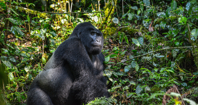 uganda gorilla trekking