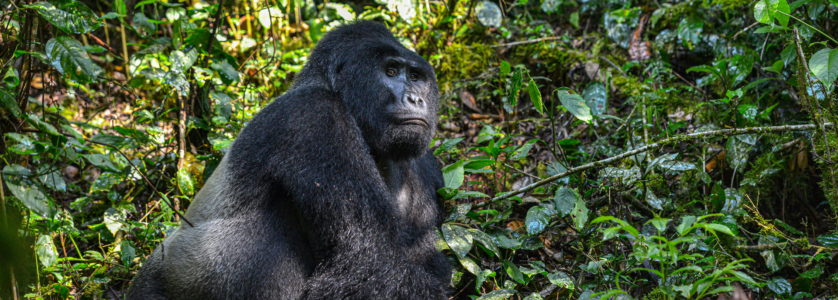 uganda gorilla trekking