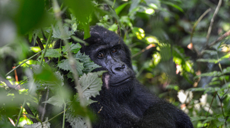 gorilla trekking uganda