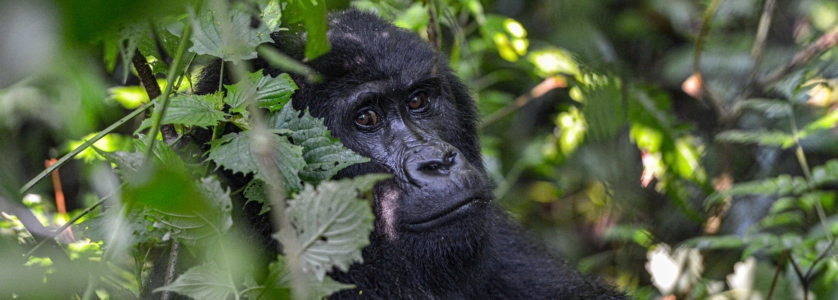 gorilla trekking uganda