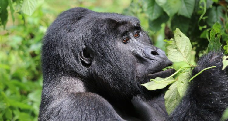 Uganda gorilla trekking in Bwindi forest