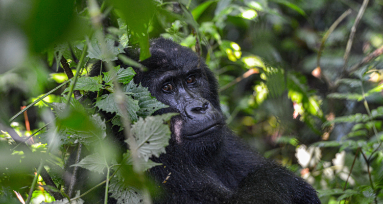 Safari in Rwanda with mountain gorilla trekking