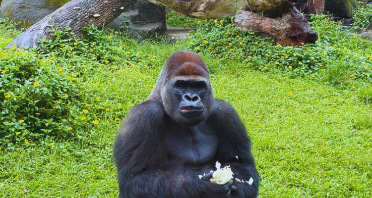 Gorilla Trekking Uganda