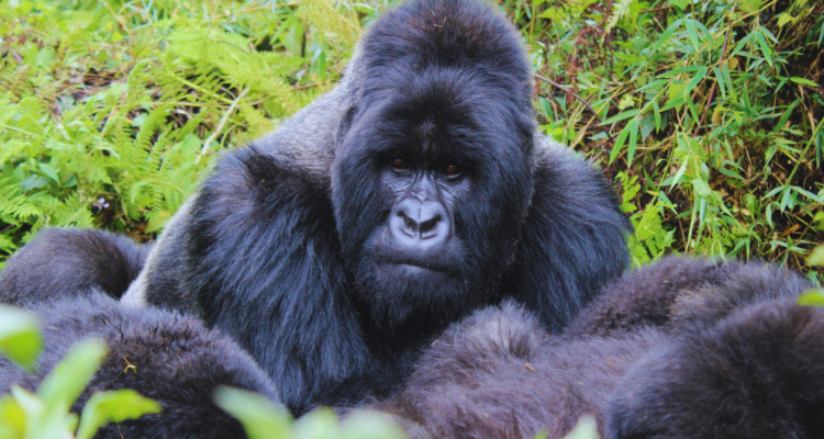 Gorilla Permit Reallocations